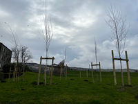 Murdieston Park, Greenock, tree planting by Inverclyde Council. Some trees that have been planted near the entrance to the park.